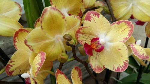 reinhart orchideeen