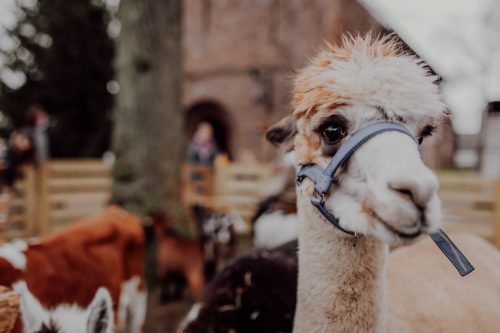 Kerst in Haren - Stella Dekker fotografie